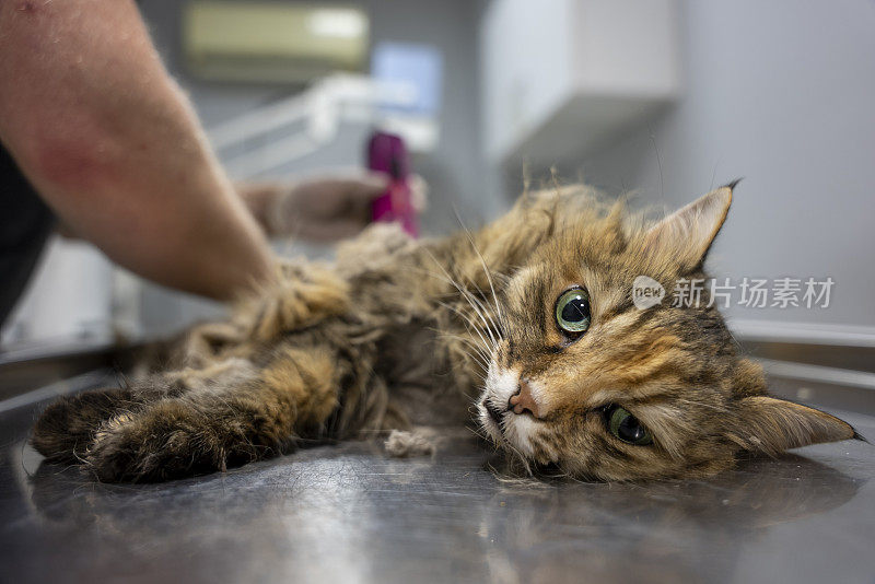 那只昏迷不醒的猫正在兽医那里被剃毛。