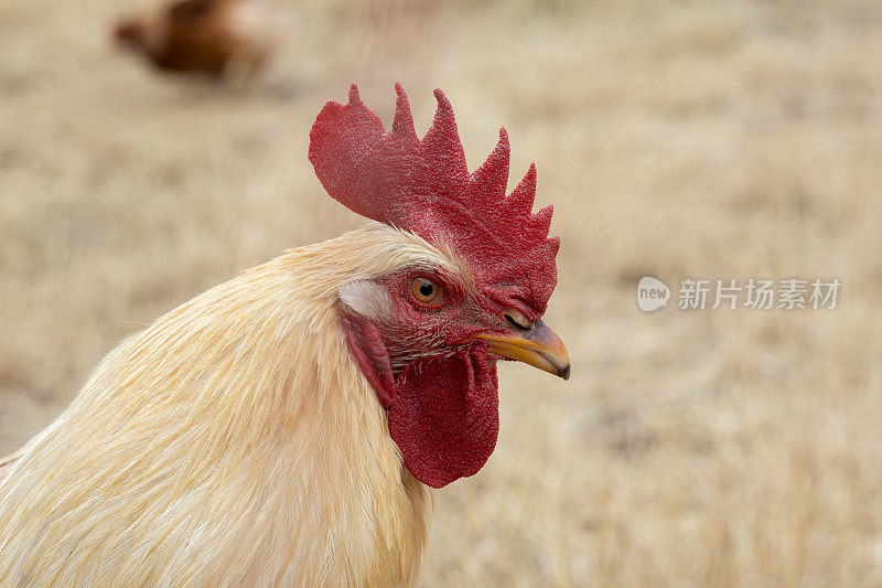自由放养的鸡——母鸡的头