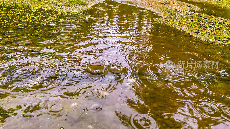 水潭里的水滴