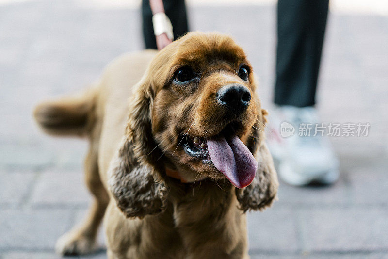 一只美丽的纯种可卡犬的肖像