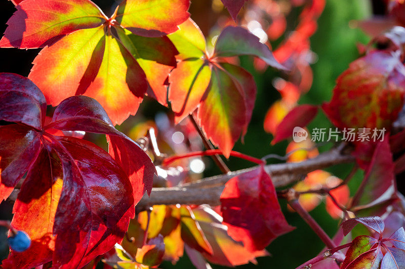 在十月的阳光下，鲜红的野葡萄枝头