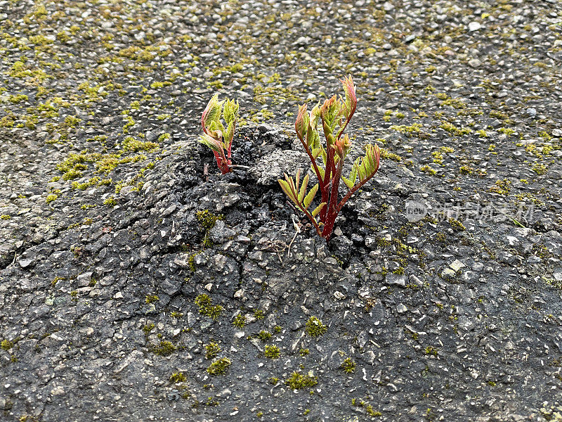 杂草在停机坪上生长