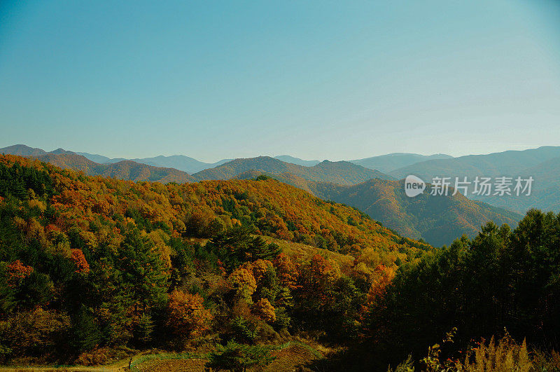 闽东山的枫树