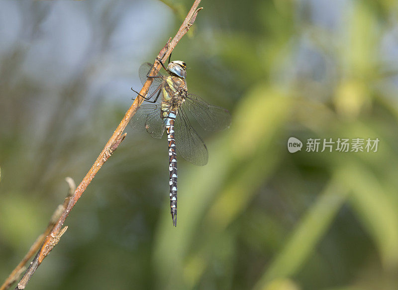 迁徙小贩蜻蜓