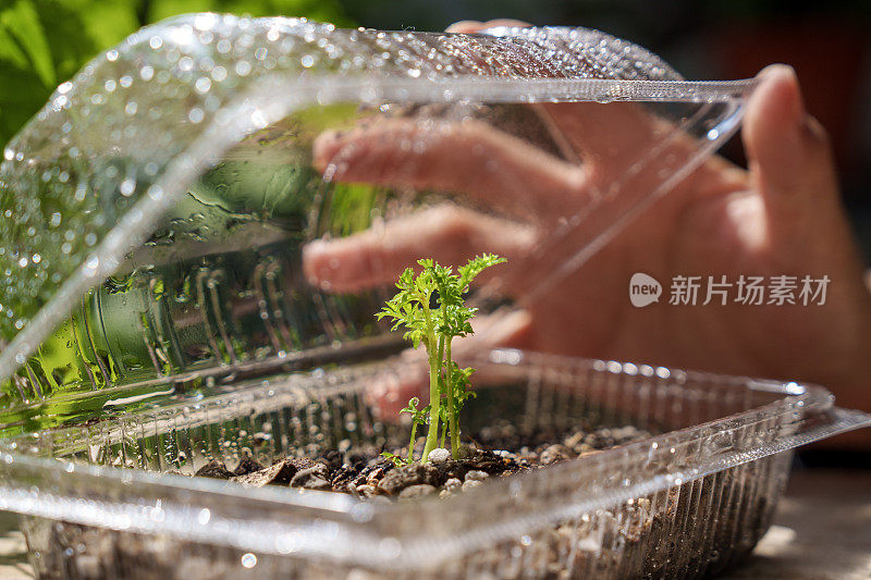 在一张裁剪过的图片中，一名亚洲妇女拿着一个由透明塑料盒做成的DIY小温室，用来种植植物幼苗。