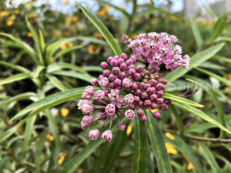 沼泽乳草属植物