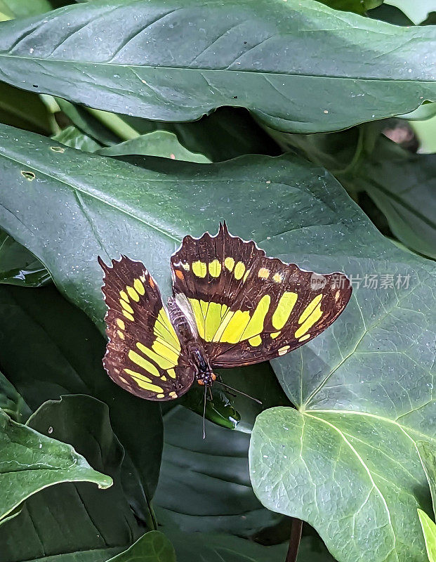 孔雀石蝴蝶休息在植被拉巴斯瀑布和花园公园哥斯达黎加