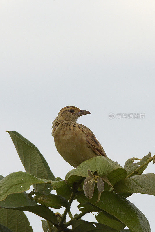 Rufous-naped云雀