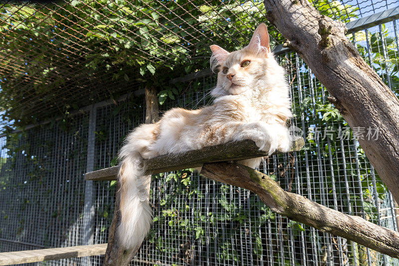 小猫站在电网前的树上