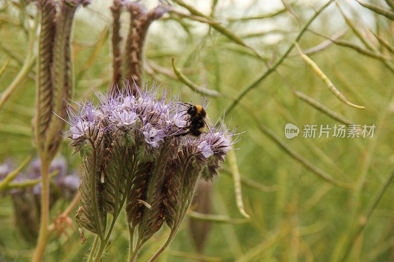 大黄蜂在凤仙花上