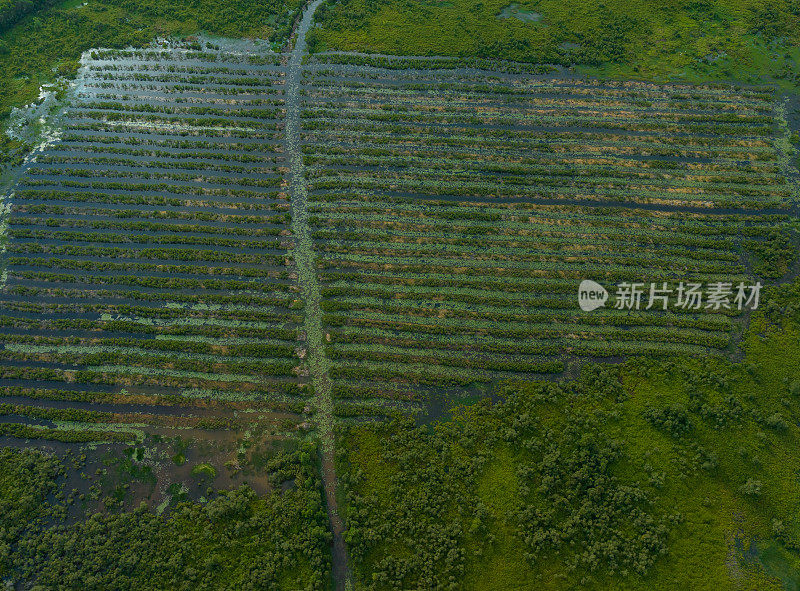 世界湿地之一的龙安省朗森湿地保护区航拍摘要