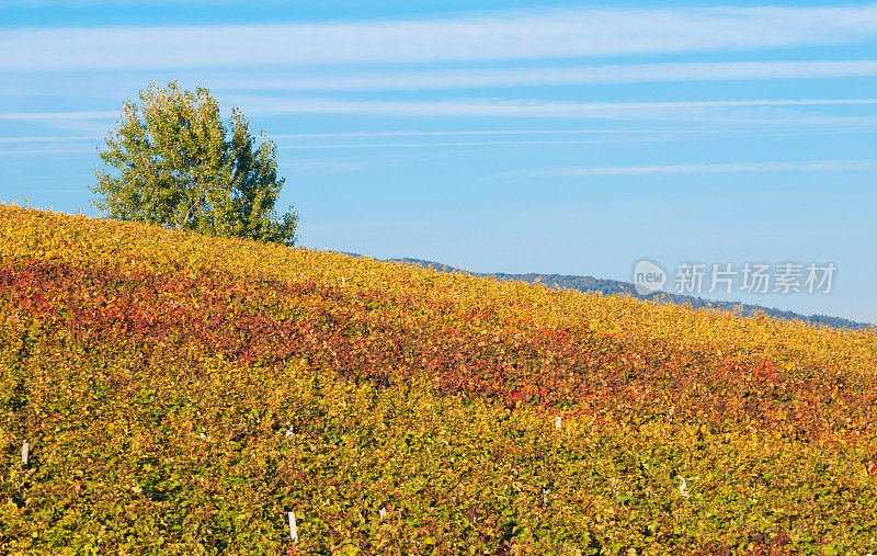 秋天色彩斑斓的葡萄园
