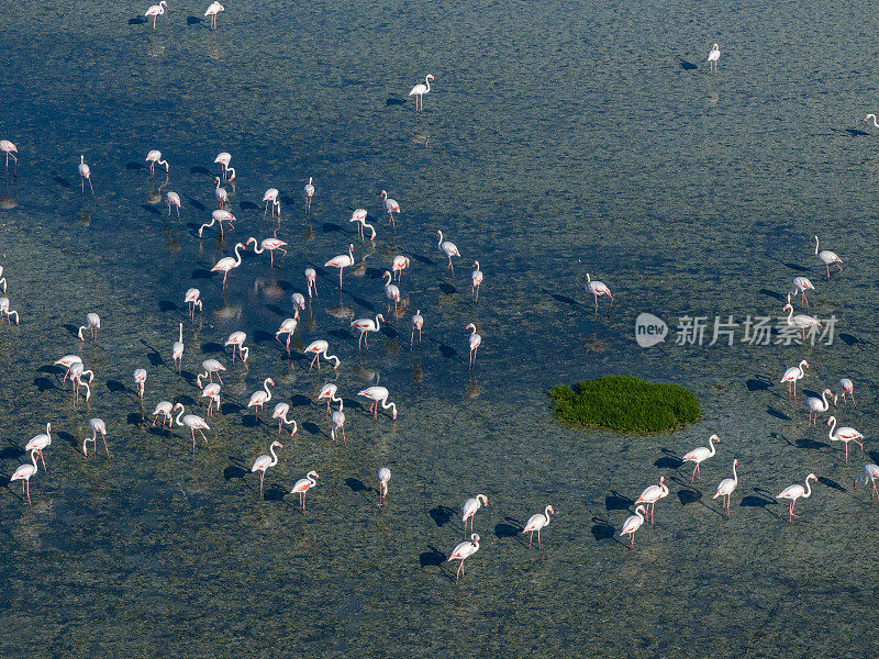 湖上的火烈鸟