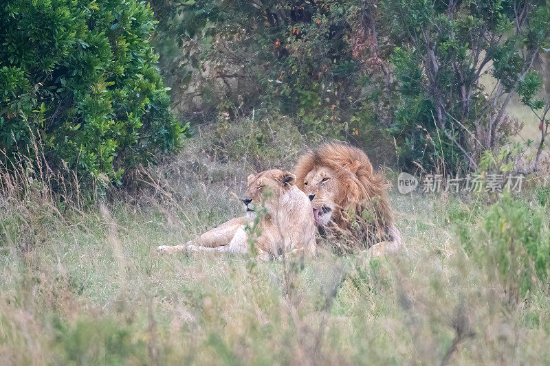 肯尼亚马赛马拉国家公园里，一头雄狮和一头雌狮拥抱在一起
