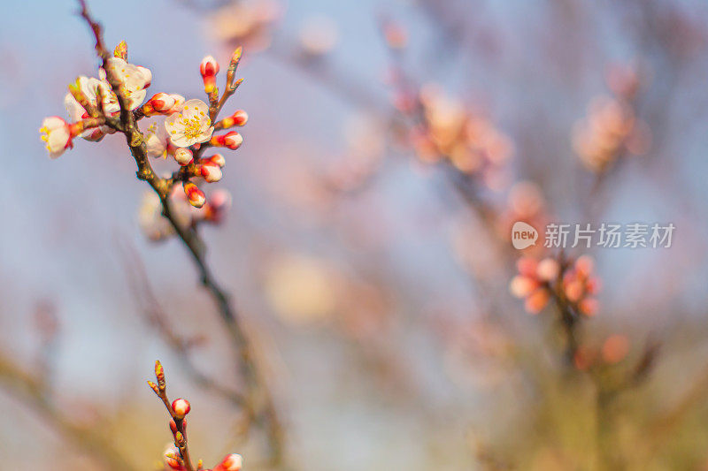 盛开的樱花。春树枝头近。自然背景。