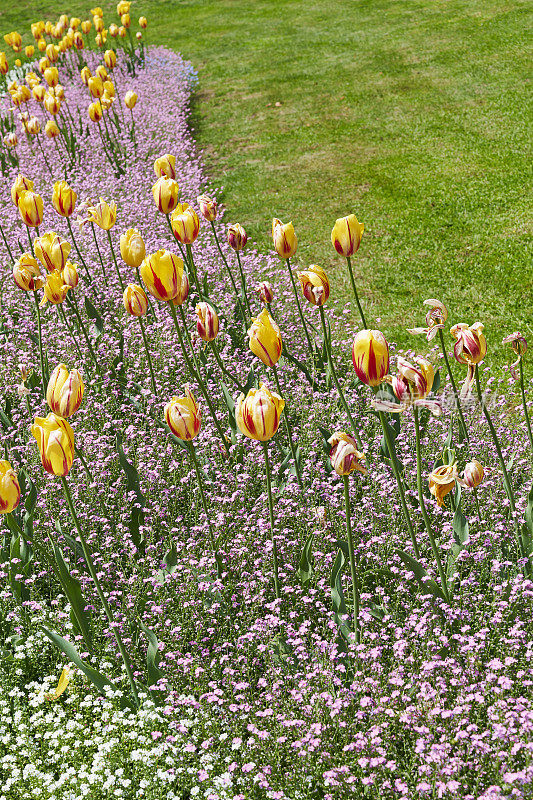 郁金香花