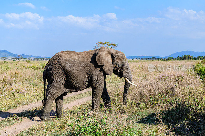 坦桑尼亚塞伦盖蒂国家公园的非洲象(Loxodonta)。野生动物的照片