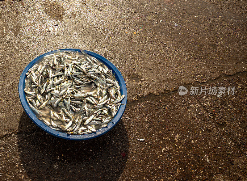 塑料盆里有很多鱼