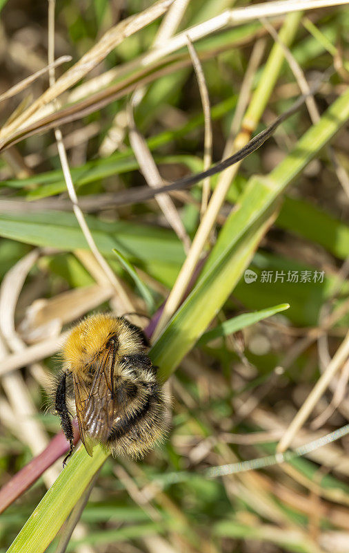 在亨廷顿的斯图克利草地自然保护区，大黄蜂在一片草地上