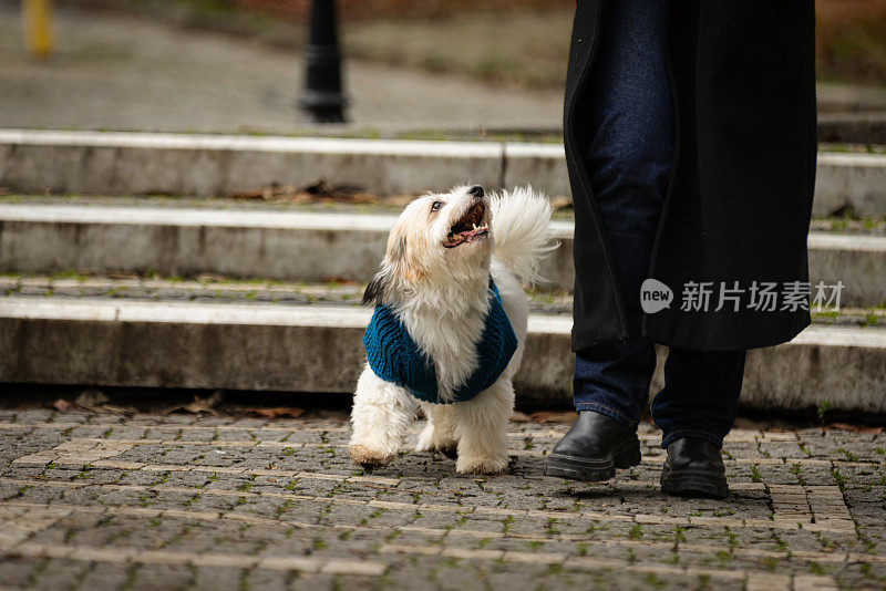 白色的小狗和它的主人一起散步。