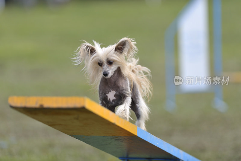 中国冠毛犬的狗