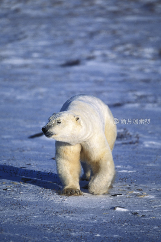 一只野生北极熊在冰冷的哈德逊湾行走