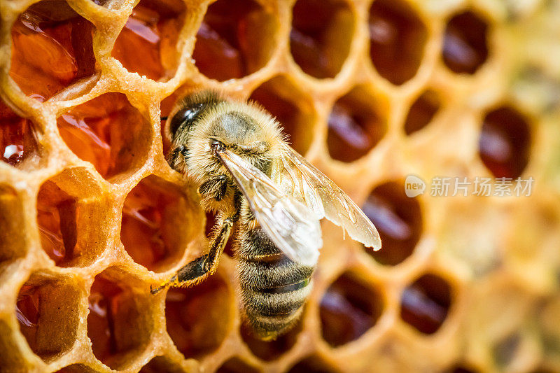 蜂窝里的蜜蜂在蜂窝上