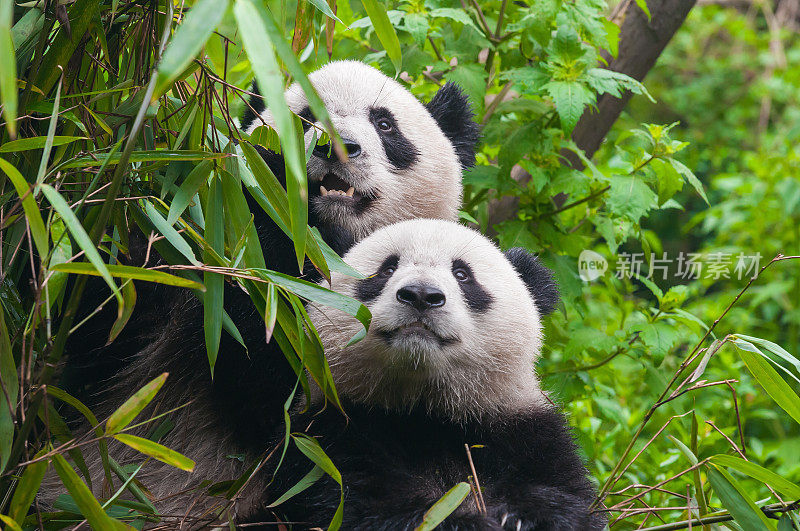 竹林里的两只熊猫