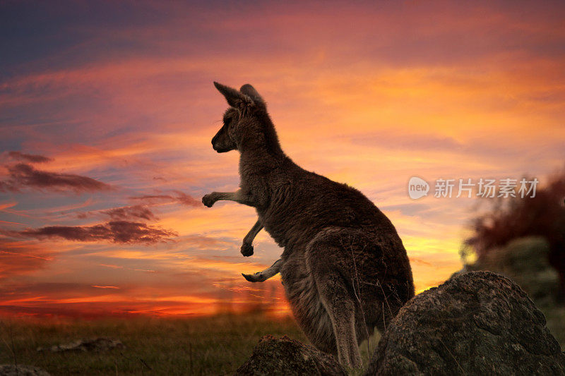 澳大利亚袋鼠日落