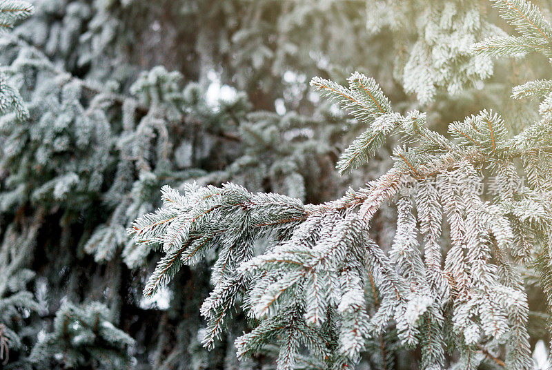 圣诞节，冬天的背景与结霜的松树。季节性的背景