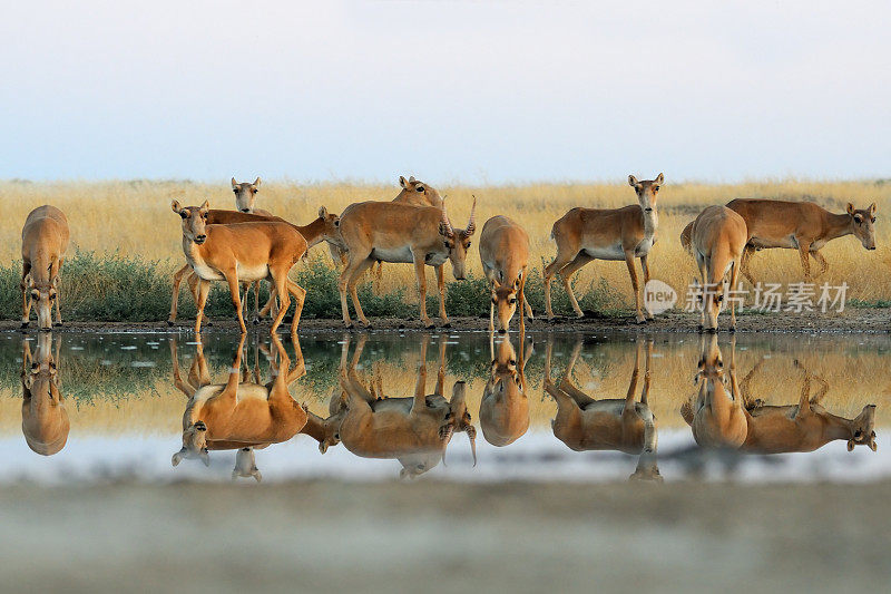 野生赛加羚羊在草原附近的池塘