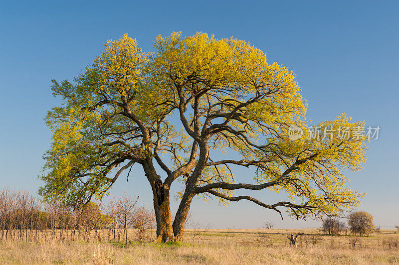 春，俄克拉荷马州的朴树