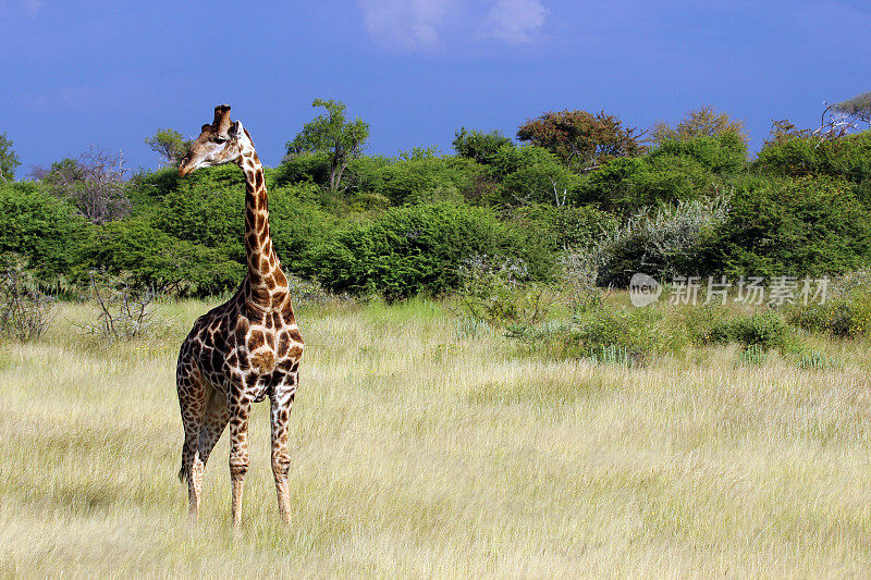 纳米比亚:埃托沙国家公园的长颈鹿