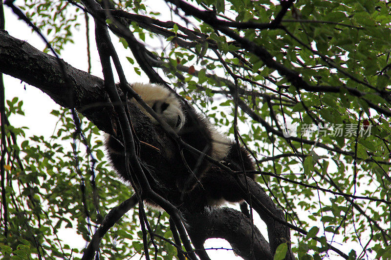 熊猫在树上睡觉-中国