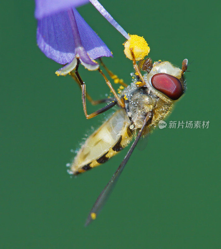 食蚜蝇在觅食