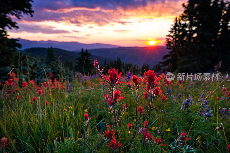 日落时分，山间草地上的野花