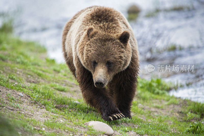 提顿国家公园的灰熊