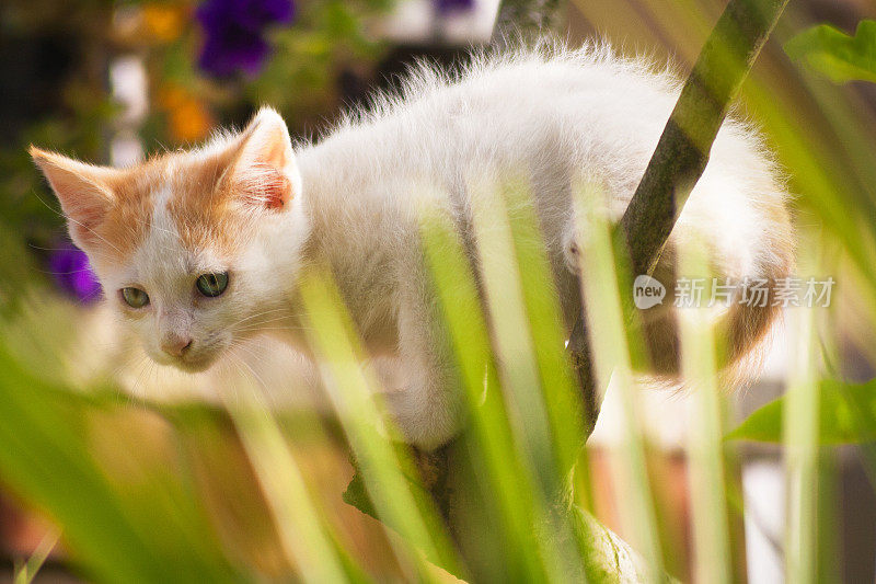 小猫在花园里玩