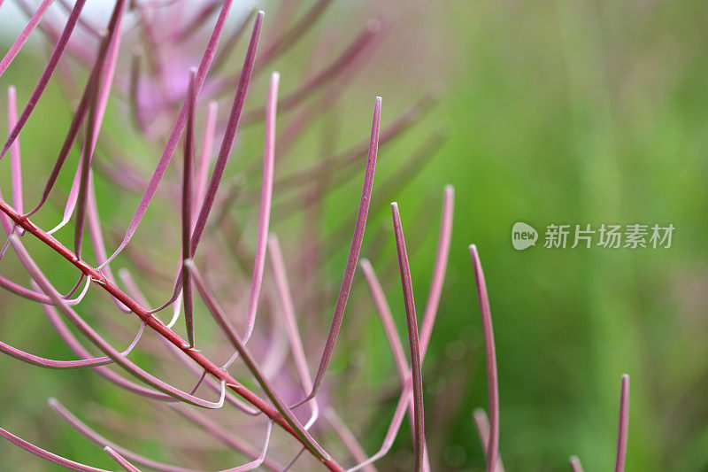 加拿大不列颠哥伦比亚省弗雷泽山谷夏天的杂草