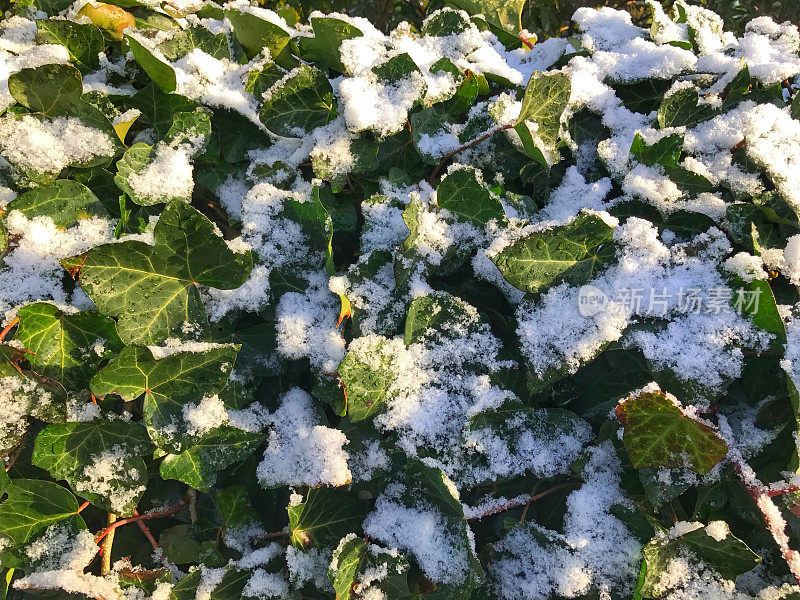 冬天被雪覆盖的常青藤叶子的背景