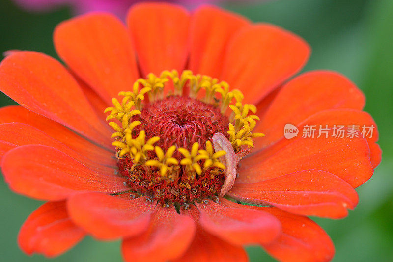 Zinnia在宏观