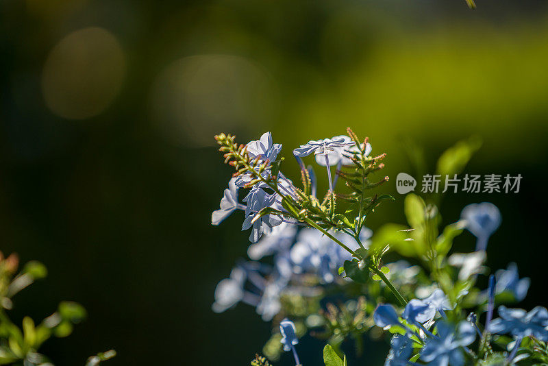 布鲁纳拉的蓝色花朵