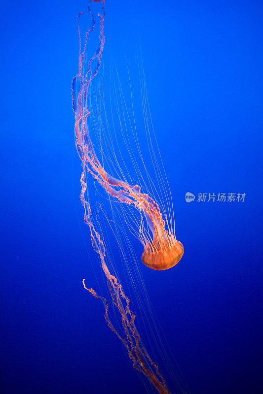 海荨麻果冻