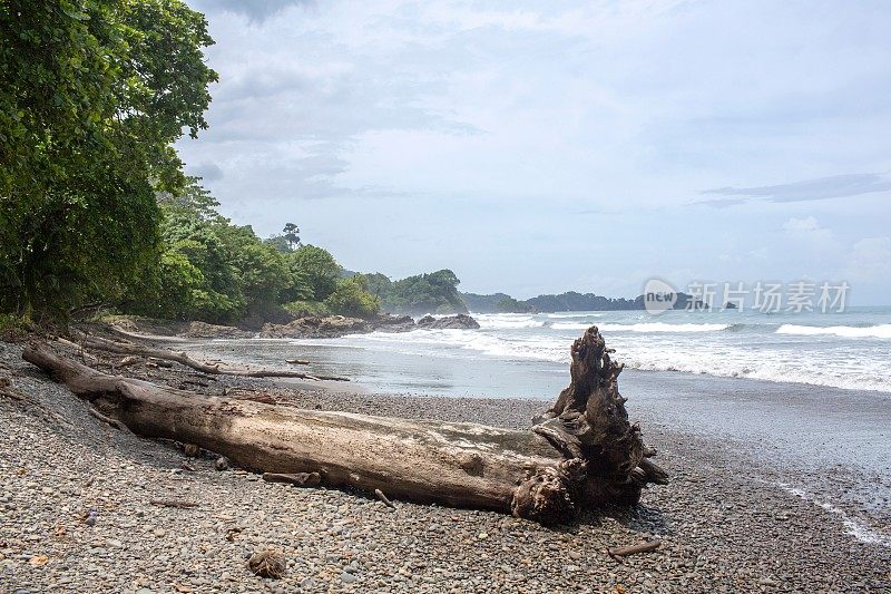 沿着哥斯达黎加海滩的大浮木