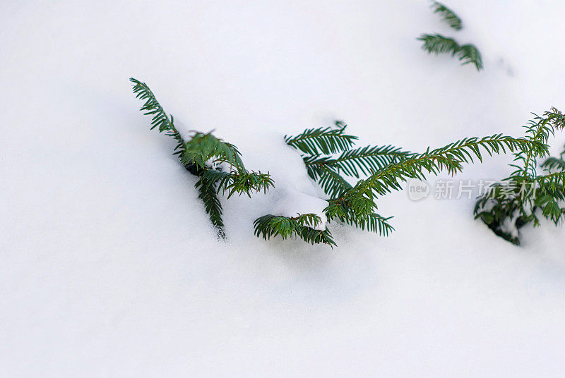 布什在大雪中前行