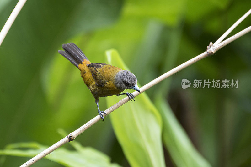 Passerini的tanager