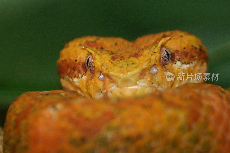 睫毛棕榈pitviper