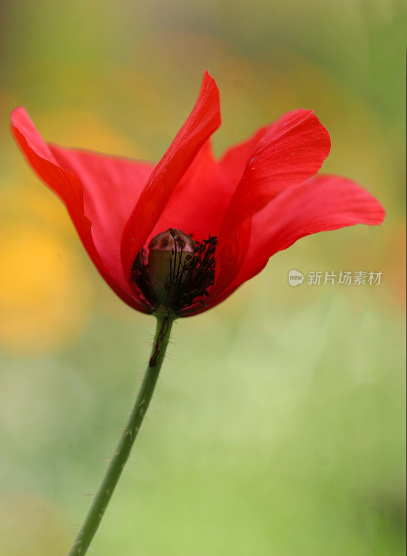 红色的罂粟花在绿色的田野