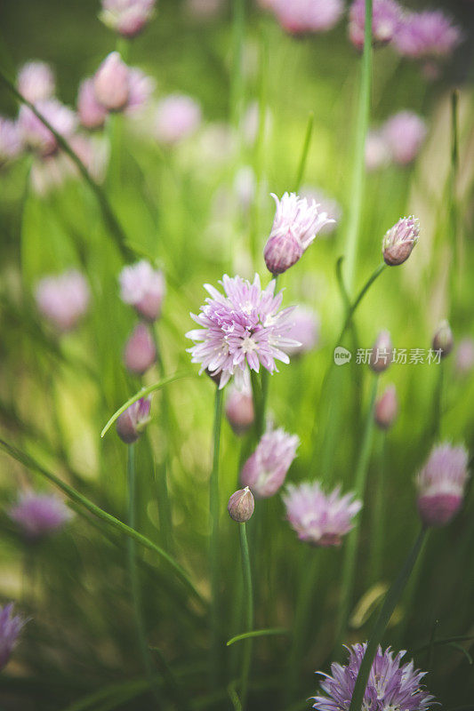 健康的韭菜在花园里生长