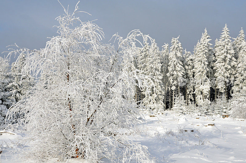 冬天的雪树